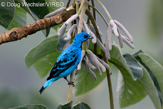 Blue Cotinga w02-41-213.jpg